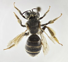 Andrena leucolippa