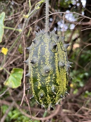 Cucumis metuliferus
