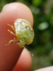 Chinavia marginata