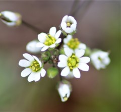 Draba verna
