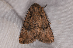 Hexorthodes nipana