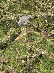 Columba palumbus