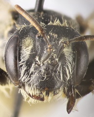 Andrena leucolippa