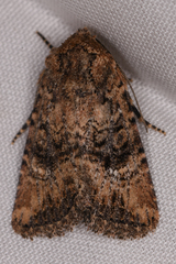 Hexorthodes nipana