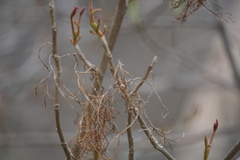 Eriophyes rhoinus