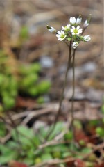 Draba verna