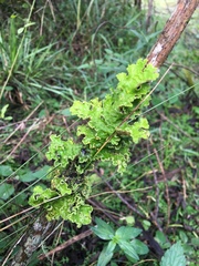 Crocodia