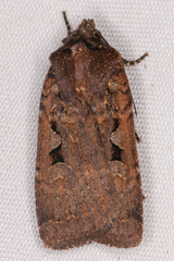 Parabagrotis insularis