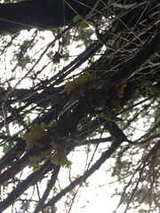 Crocodia