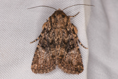 Hexorthodes nipana