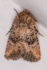 Hexorthodes nipana