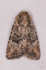 Hexorthodes nipana