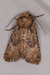 Hexorthodes nipana