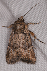 Hexorthodes nipana