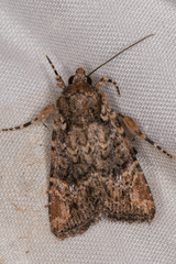 Hexorthodes nipana