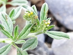 Euploca procumbens