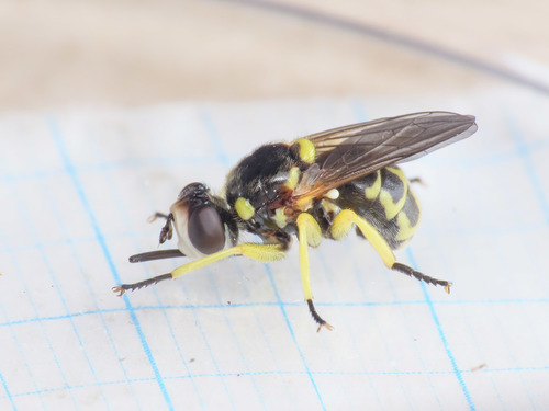 Dalmannia aculeata