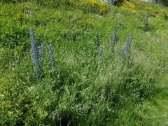 Echium vulgare