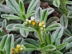 Euploca procumbens