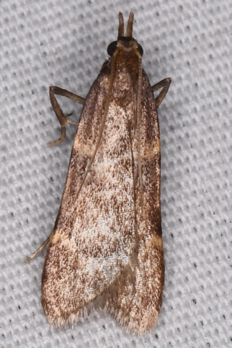 Acallis gripalis photo 2