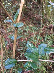 Berberis laurina