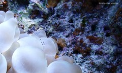 Ancylomenes longicarpus