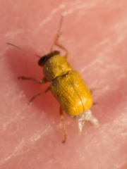 Pachybrachis mellitus