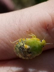 Chinavia marginata
