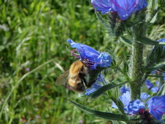 Bombus