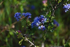 Ceanothus foliosus vineatus