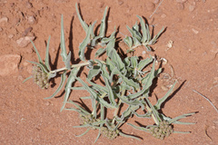 Asclepias macrosperma