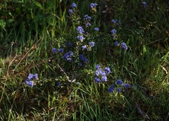 Ceanothus foliosus vineatus
