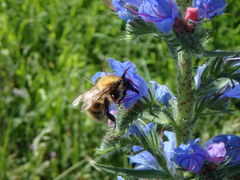 Bombus