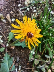 Adalia bipunctata