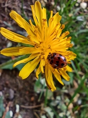 Adalia bipunctata