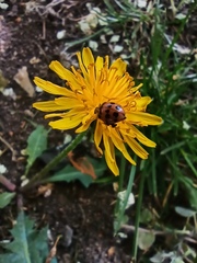 Adalia bipunctata
