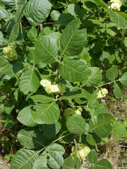 Ptelea trifoliata mollis