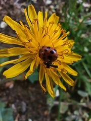 Adalia bipunctata