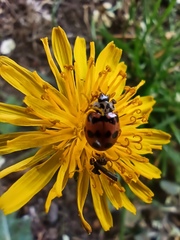Adalia bipunctata