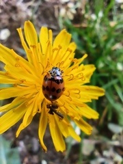 Adalia bipunctata