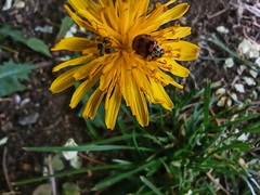 Adalia bipunctata