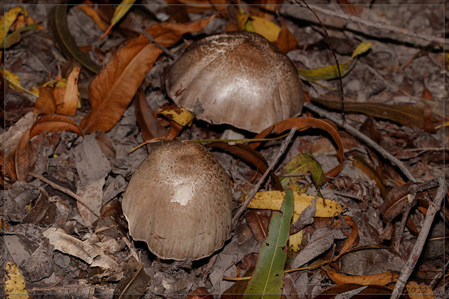 Coprinopsis atramentaria · April 2022 · photo: © r-a-p (iNaturalist, cc-by)