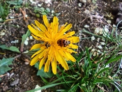 Adalia bipunctata