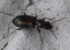 Bembidion quadrimaculatum
