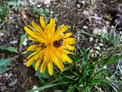 Adalia bipunctata