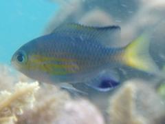 Pycnochromis nigrurus