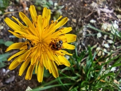 Adalia bipunctata