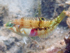 Halichoeres nebulosus