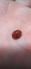 Harmonia axyridis
