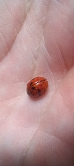 Harmonia axyridis